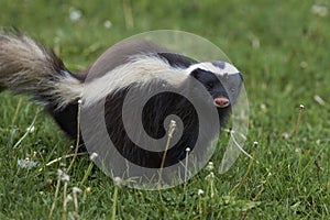 Humboldt`s hog-nosed skunk in Patagonia, Chile