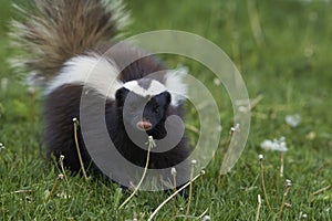 Humboldt`s hog-nosed skunk in Patagonia, Chile