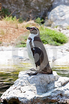 Humboldt's penguin