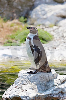 Humboldt's penguin