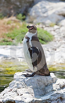 Humboldt's penguin