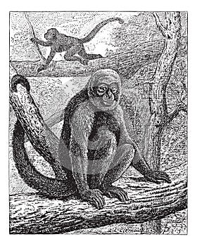 Humboldt`s Woolly Monkey or common woolly monkey, vintage engraving