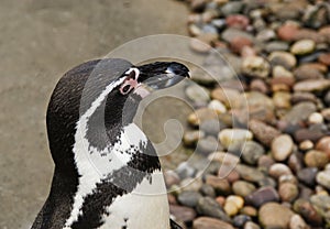 Humbolt penguin photo
