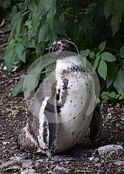 Humbolt penguin in captivity - lcose up