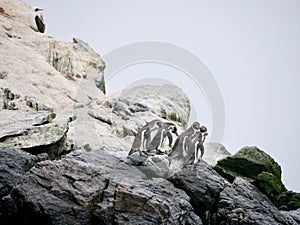 Humbolt penguin in Damas Island