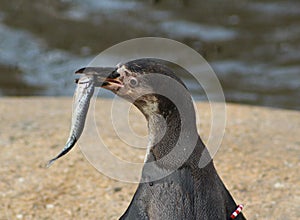 Humbolt penguin eating fish photo