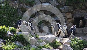 Humbolt penguin group photo