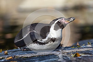 Humbolt Penguin portrait