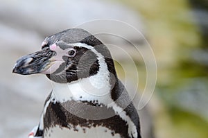 Humbolt penguin portrait photo