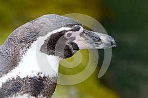 Humbolt penguin portrait2 photo