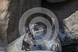 Humbolt Penguin on a Rock photo