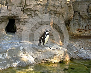 Humbolt Penguin at the St. Louis Zoo. photo