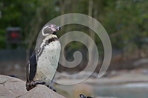 Humbolt penguin photo