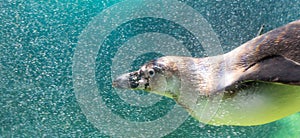 Humbolt Penguin Swimming photo