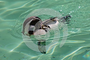 Humbolt Penguin Cleaning While Swimming photo