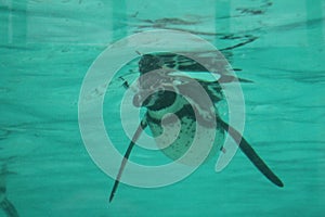 humbolt penguin swimming (Spheniscus humboldti)