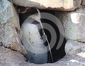 Humbolt penquin cave photo