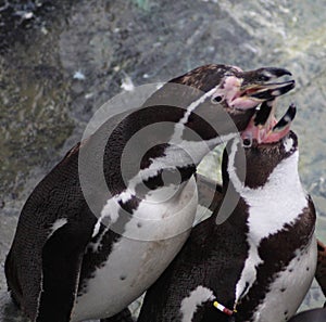 Humbolt penquin feeding young