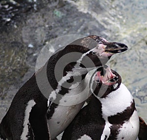 Humbolt penquin feeding young