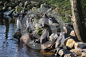 Humbolt penquin group