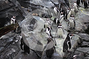 Humbolt penquin group photo