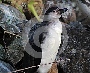 Humbolt penquin on rock close