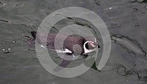 Humbolt penquin swimming