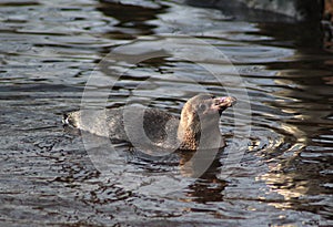 Humbolt penquin swimming