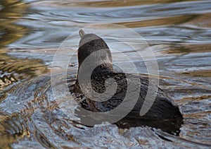 Humbolt penquin swimming