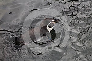 Humbolt penquin swimming photo
