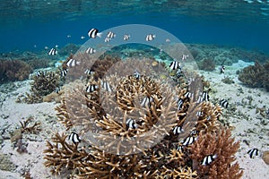 Humbug Damselfish and Corals in Raja Ampat