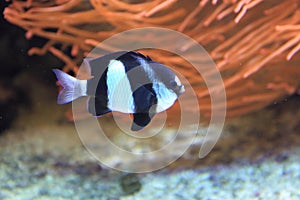 Humbug damselfish