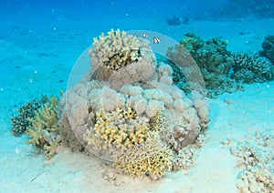 Humbug damsels around soft coral