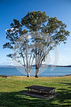 Large Eucalyptus gum trees stand beside river lake in grass parklands against blue sky