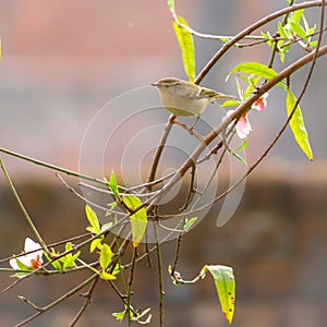 Hume`s leaf warbler or Hume`s warbler Phylloscopus humei