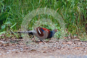 Hume`s pheasant, Mrs Hume`s pheasant, Bar-tailed pheasant ,Birds.