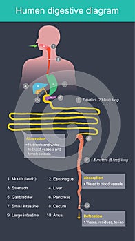 Humen digestive diagram.