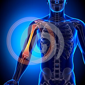 Humerus / Arm Anatomy - Anatomy Bones