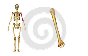 Humerus bone photo