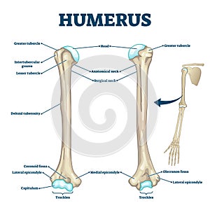 Humerus bone labeled vector illustration diagram