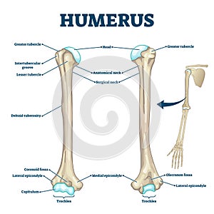 Humerus bone labeled vector illustration diagram photo
