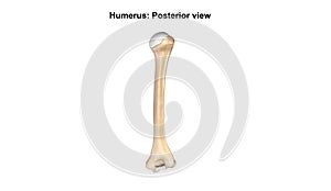 Humerus Bone Posterior view