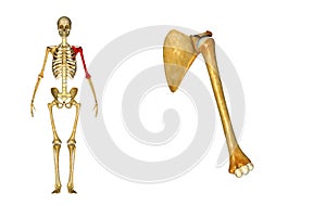 Humerus bone and Scapula Shoulder blade