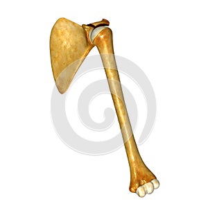 Humerus bone and Scapula Shoulder blade photo