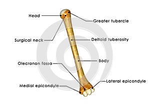 Humerus