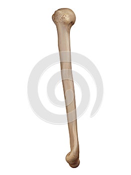 The humerus