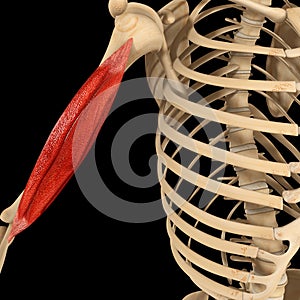 Humerus muscle