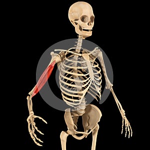 Humerus muscle