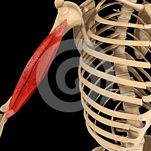 Humerus muscle photo