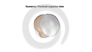 Humerus Proximal superior view